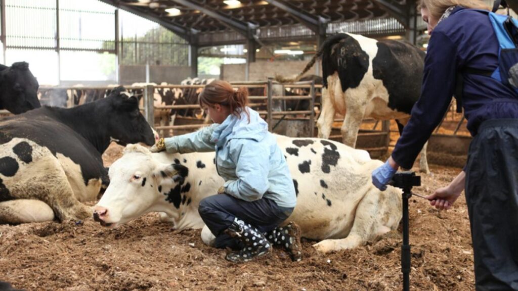 Vacas locas y H1N1 y sus consecuencias