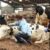 Vacas locas y H1N1 y sus consecuencias