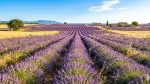 Campos de lavanda en La Provença