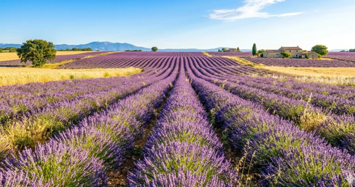Campos de lavanda en La Provença