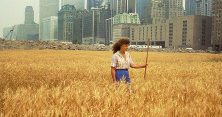 Agnes Denes: "Wheatfield – A Confrontation", 1982, Battery Park Landfill, Manhattan. © foto: John McGrall